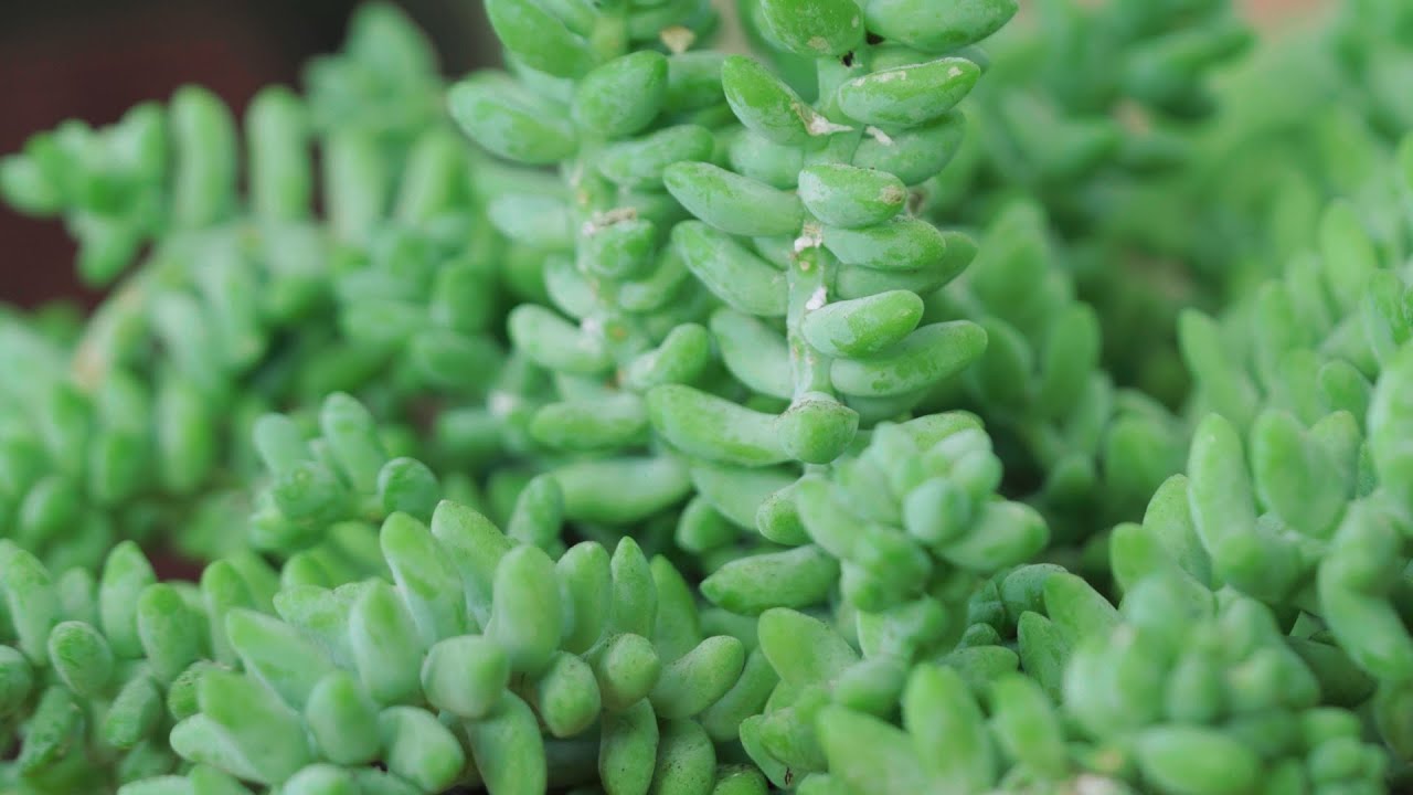 Donkey Tail Plant: How to Care For Burro's Tail | The Spruce #IndoorPlantCare