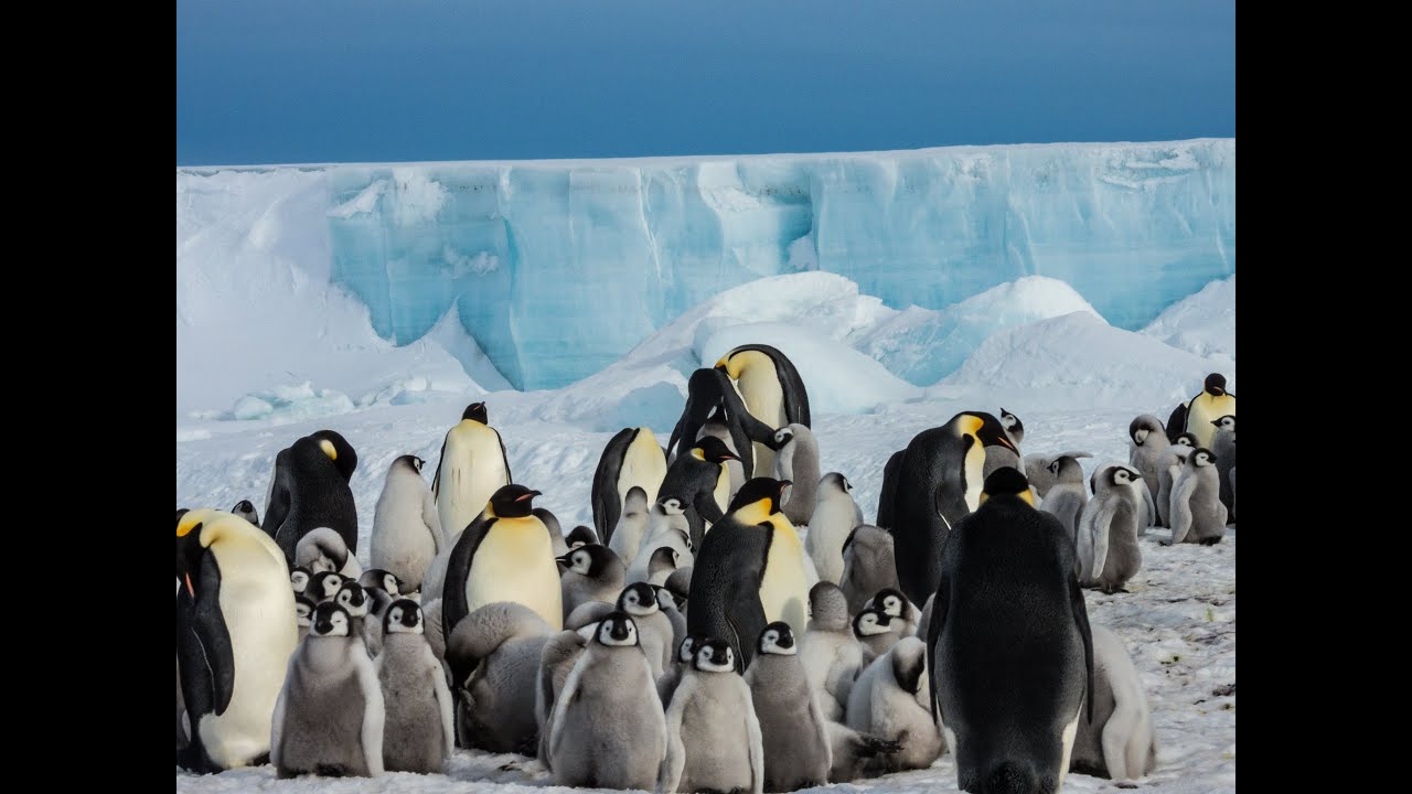 Journey to Emperor Penguin Colony