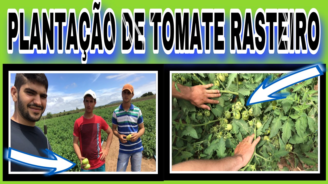PLANTAÇÃO DE TOMATE RASTEIRO TY