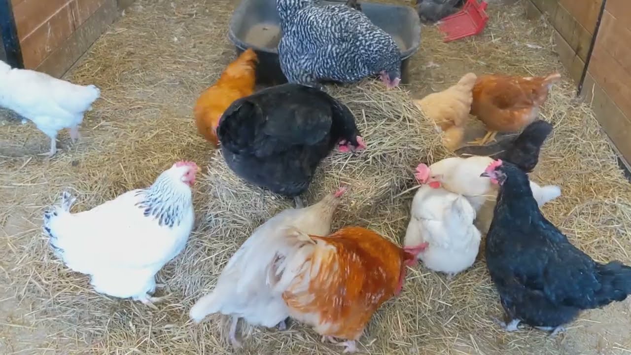 Entertain Your Chickens in winter and keep them busy 🥰🐔❄️