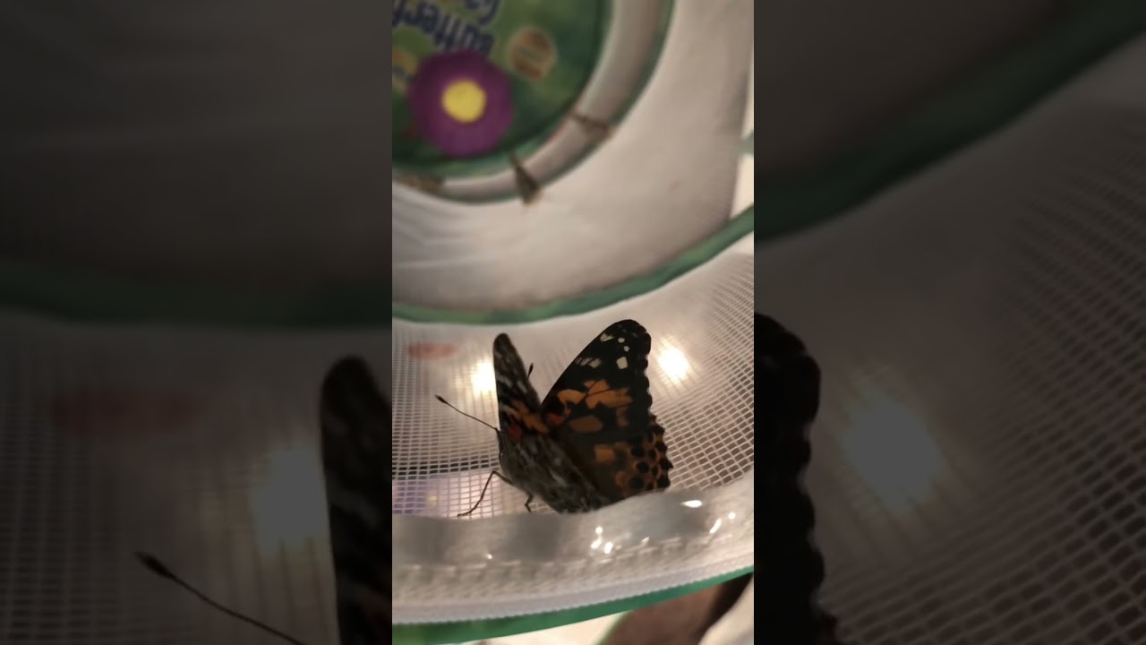 #Lifecycle #PaintedLady #butterfly #Insectlore
