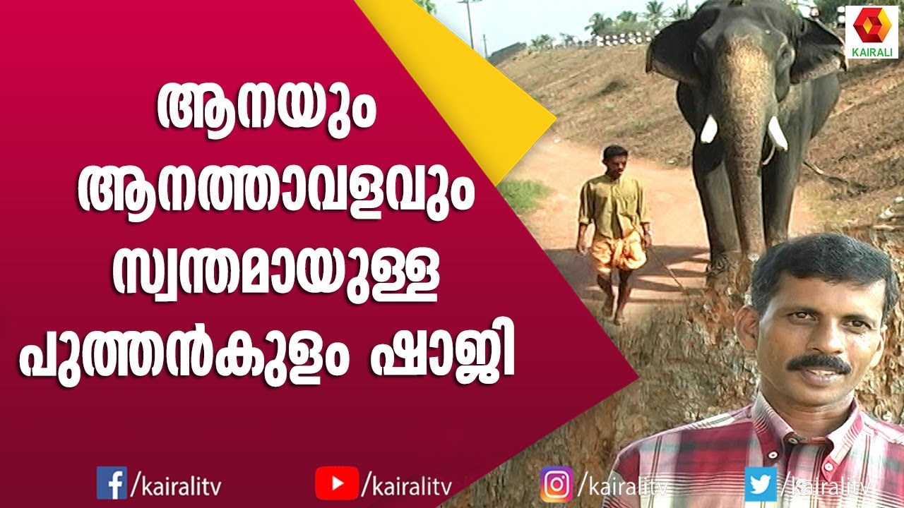 ആനപാപ്പാൻ പറയുന്നത് മാത്രം കേൾക്കുന്ന പുത്തൻകുളം മഹാദേവൻ | Puthenkulam Mahadevan | Elephant | Kerala