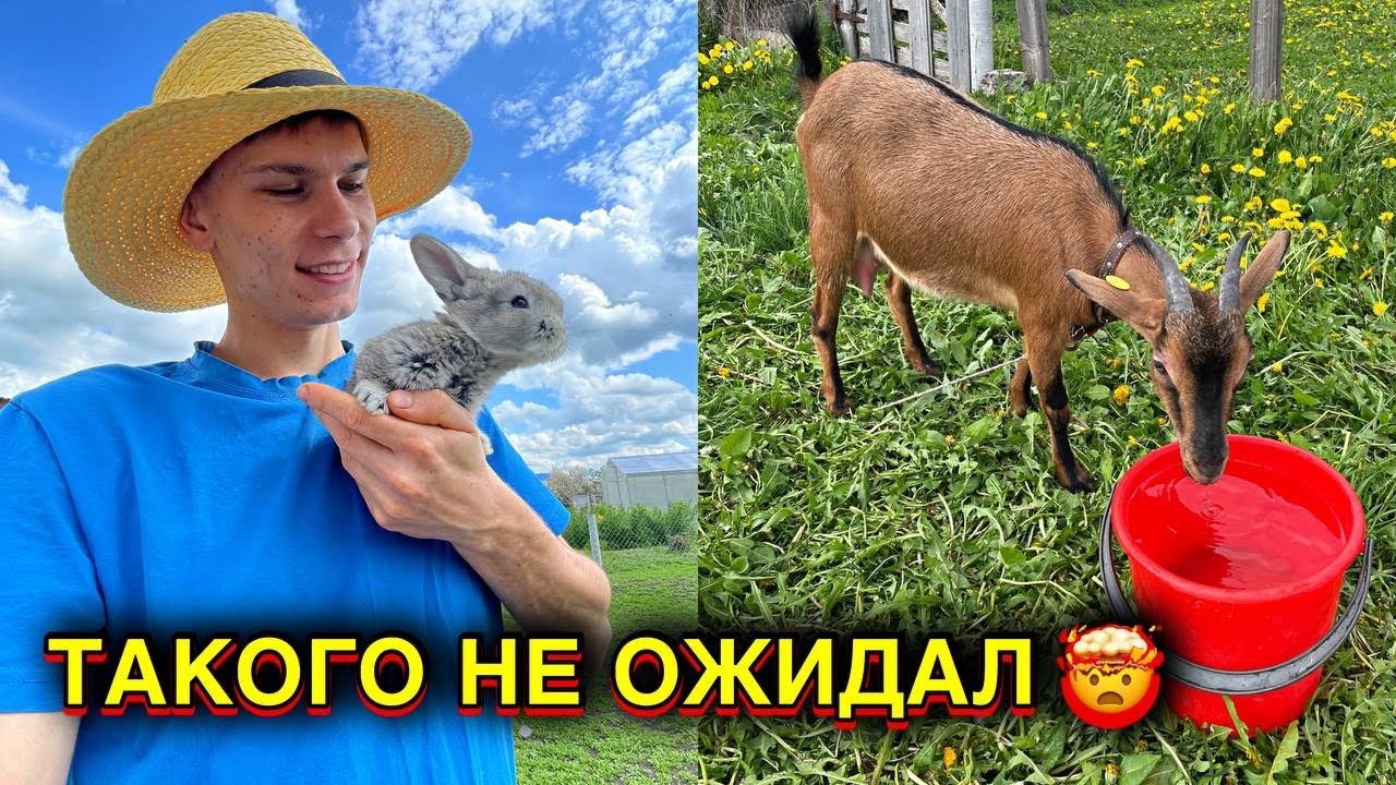 С КОЗАМИ НИКАКОГО ПОКОЯ ! ПОСАДИЛ БУДУЩИЕ ДЖУНГЛИ в огороде 🌾 КОСИМ И САЖАЕМ 🌿ПТИЧЬЕ ЦАРСТВО 🐥
