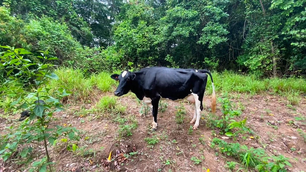PRETINHA ENTROU EM TRABALHO DE PARTO DENTRO DA MATA NUM LUGAR ENCANTADOR! EDMILSON ADORNO