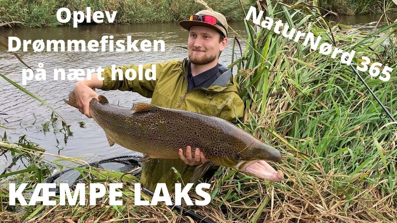 NaturNørd 365. Kæmpe Laks fanget i Sneum Å!!!!!!