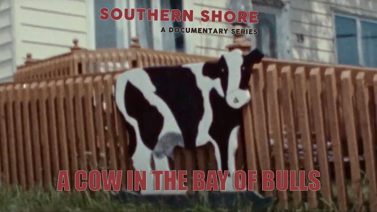 A Cow in the Bay of Bulls - Southern Shore