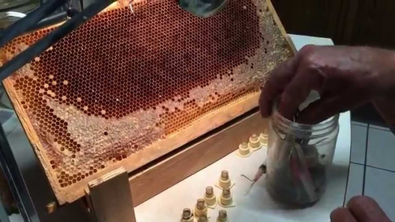 Home Made Grafting Tools
