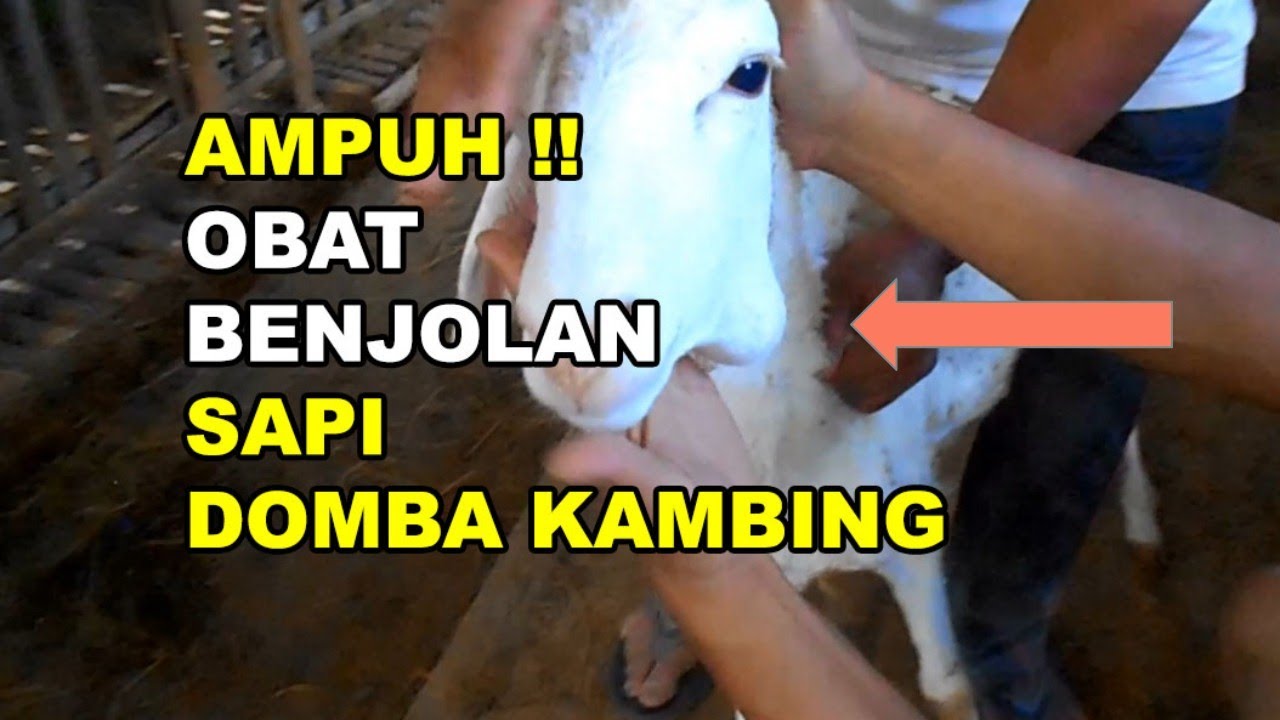 GT-PI #130 Apa obat Benjolan di Kepala Leher Badan Domba Kambing Sapi? Abscess Treatment?