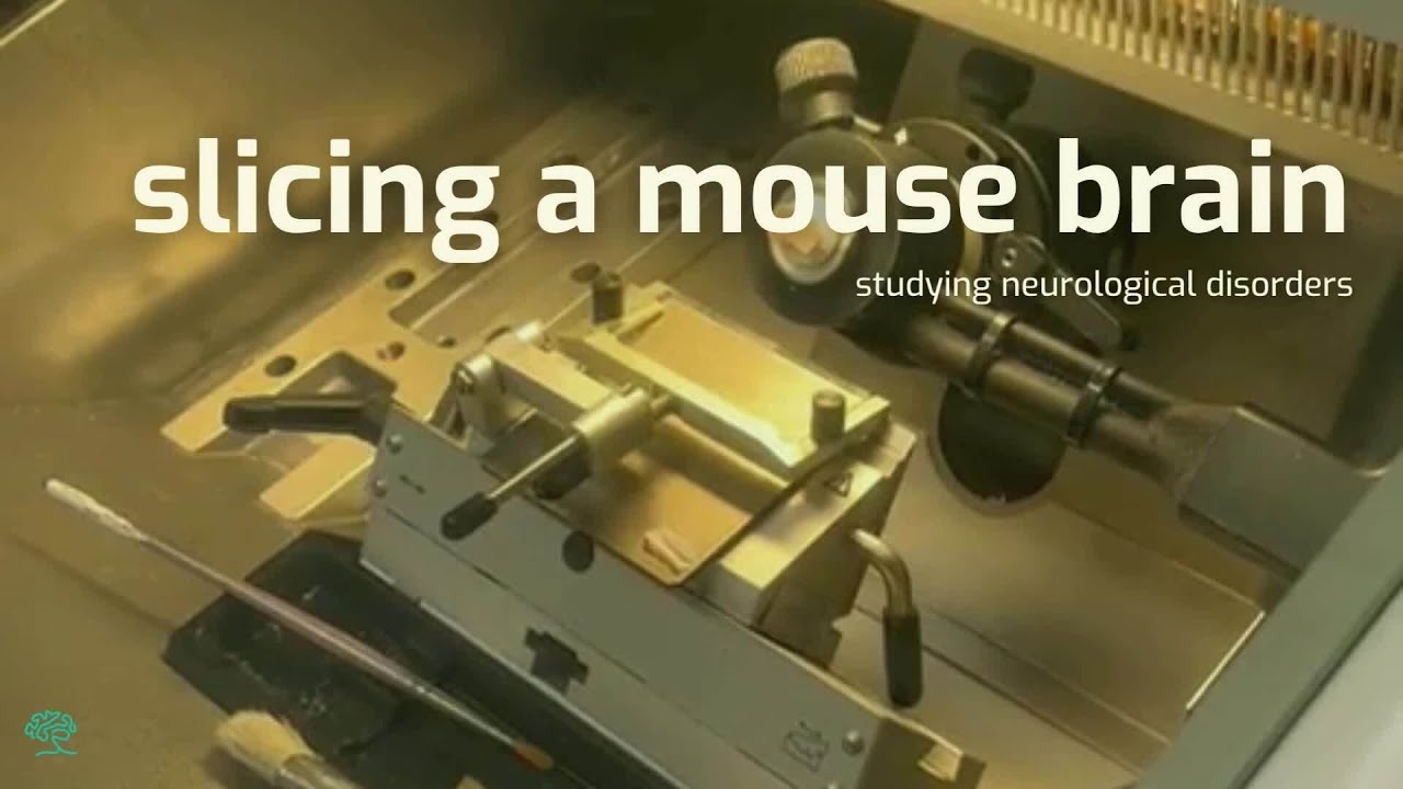 Slicing a Mouse Brain Like Deli Meat: How Staining Unveils the Invisible for Neuroscience Research
