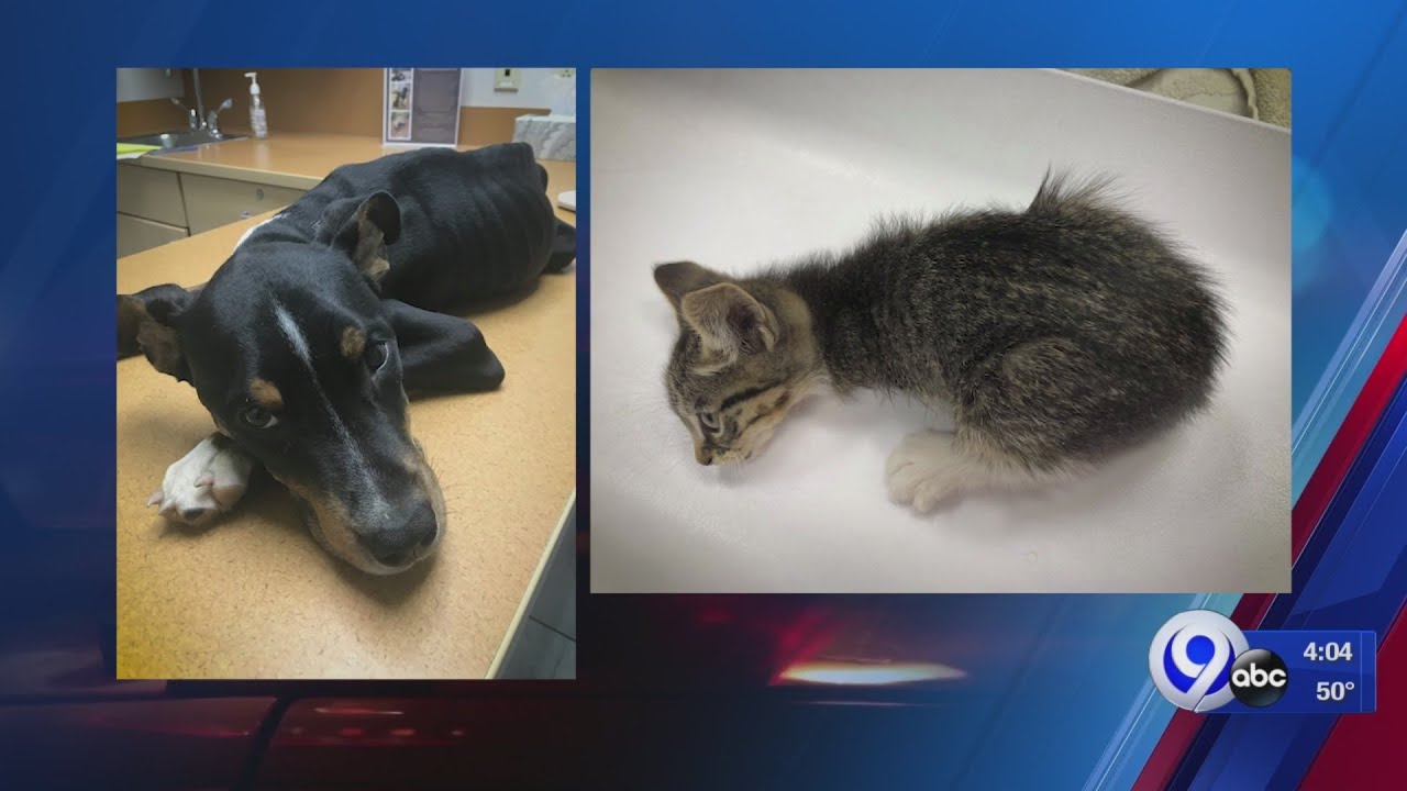 UPDATE: Rewards being offered in two Syracuse animal cruelty cases