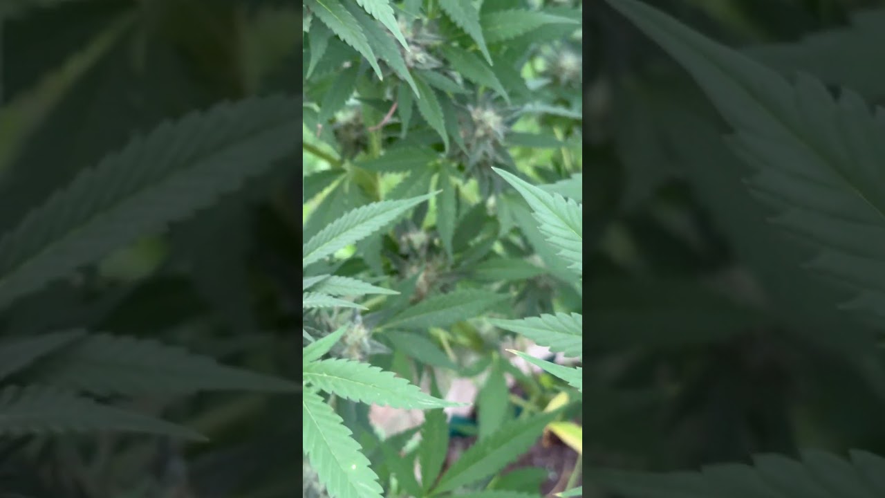 #cannabiseducation #growyourown #medicine