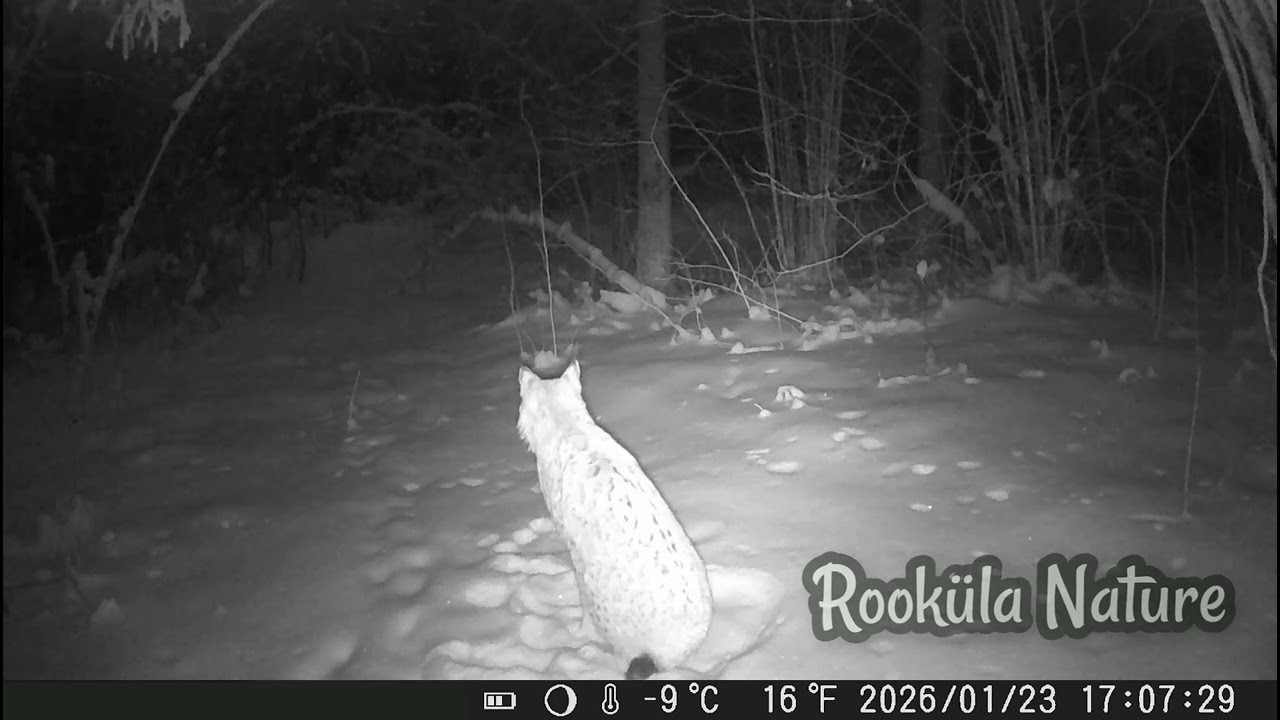 Lynx laying in snow