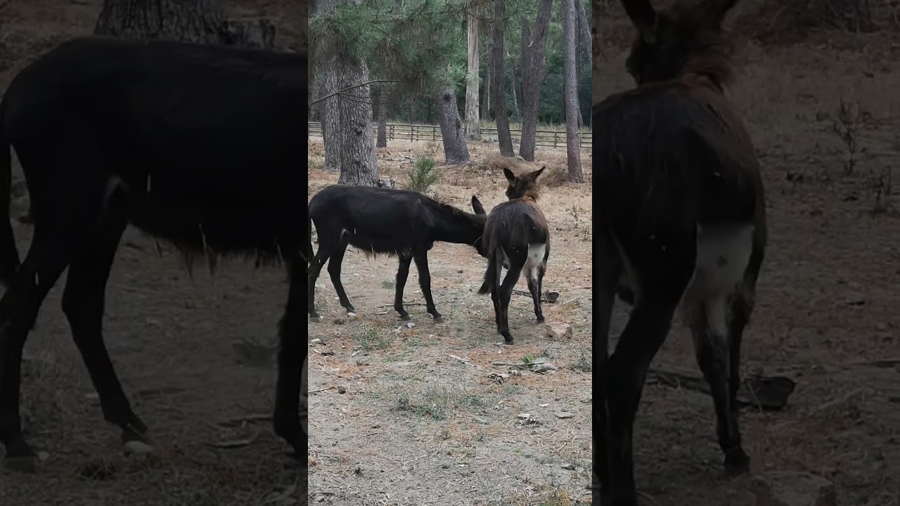 Donkeys are fighting 🇪🇸🐴