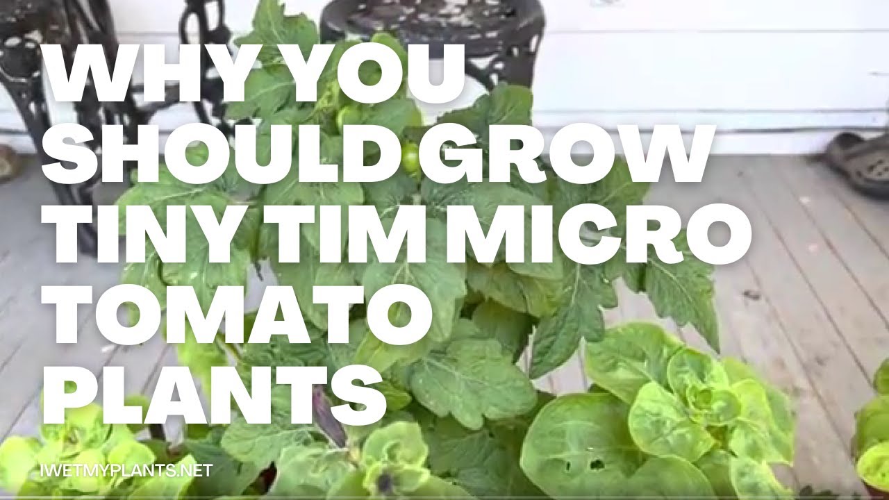 Tiny Tim Tomato Plant - A micro cherry tomato plant