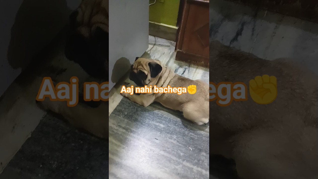 Aaj nahi bachega yay 🐀🐀