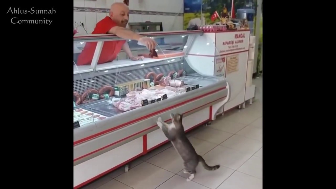 Кошка и добрый продавец. Турция.