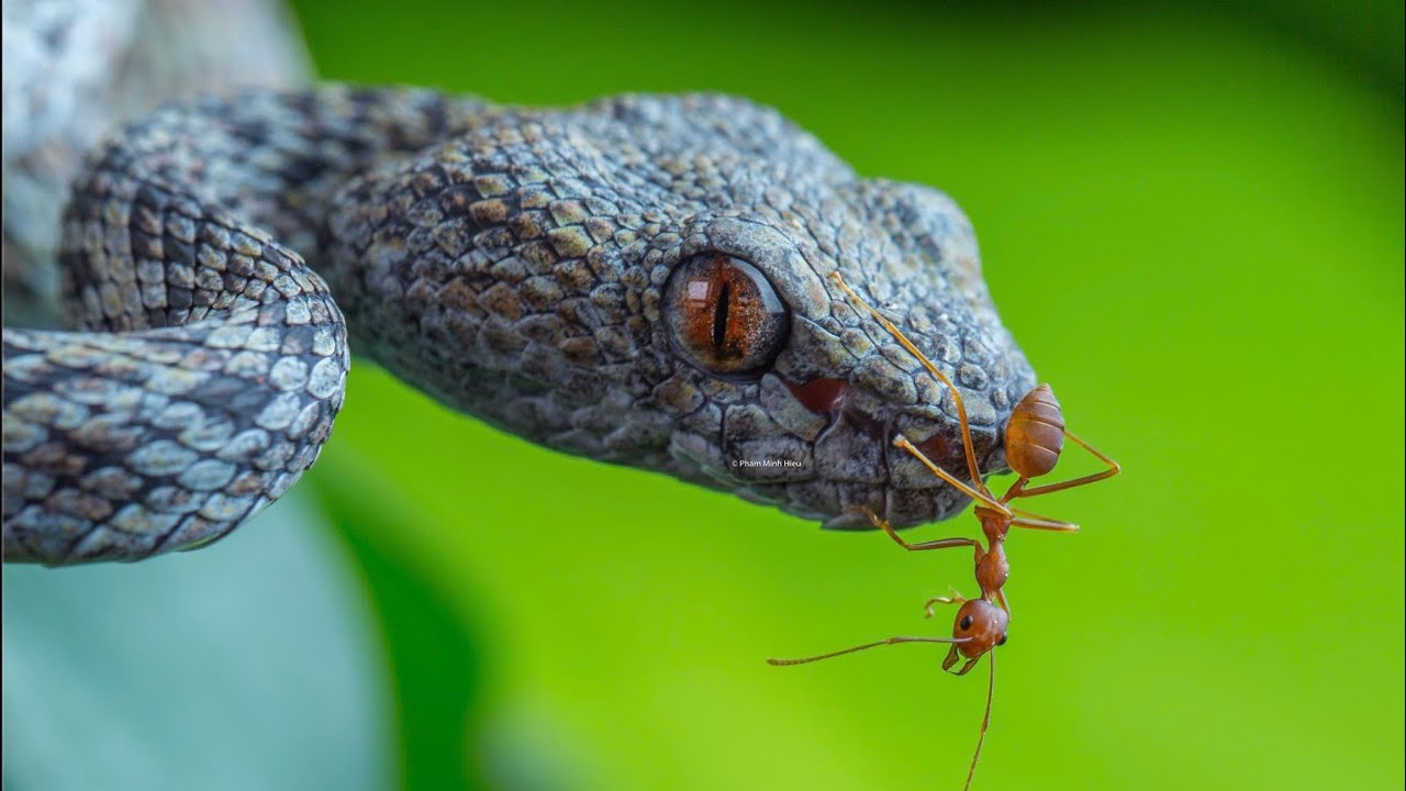 Soi đêm trên Ma Thiên Lãnh - Thánh Địa Rắn Hột Mè - Phần 3