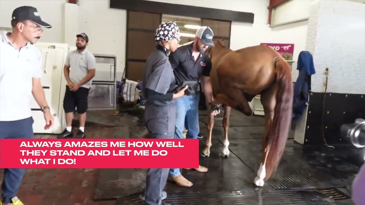 Dr. Mike Adney  | Sport Horse Chiropractic: 5-star show jumper gets his hips adjusted in Dubai!