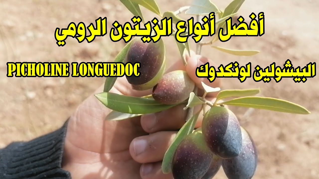 أفضل أنواع الزيتون الرومي / البيشولين لونكدوك / Picholine longuedoc