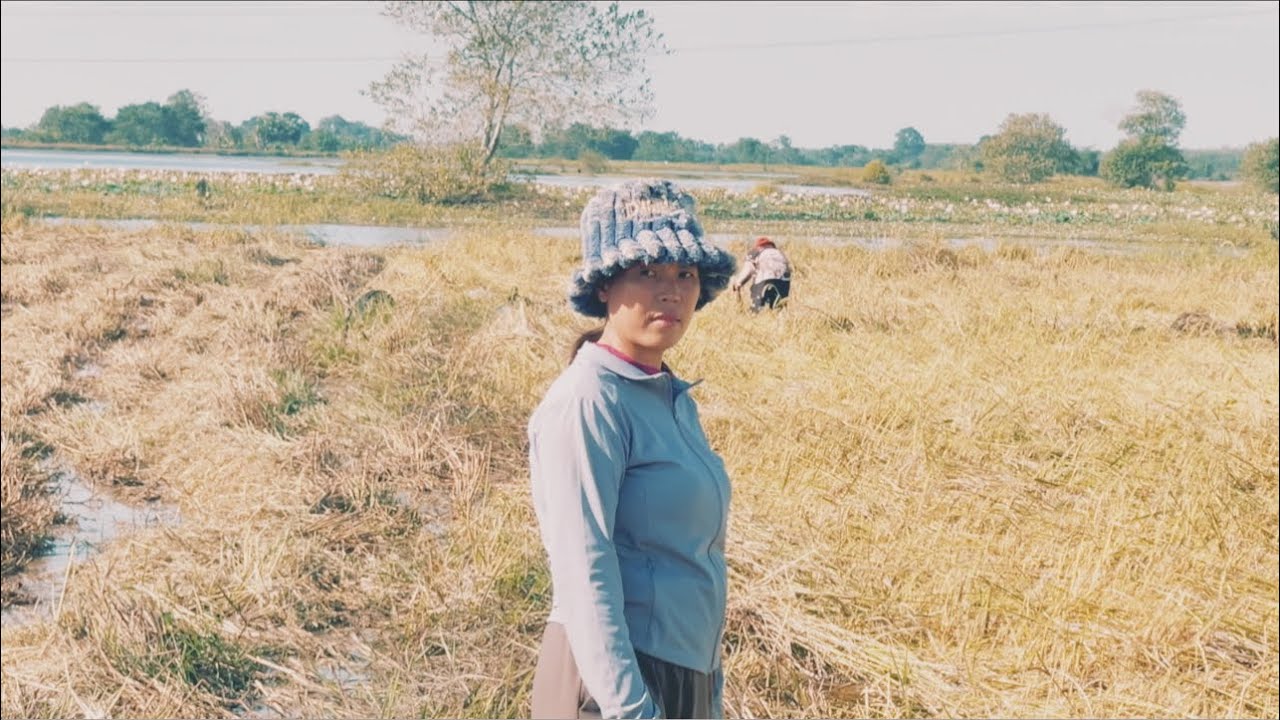 ប្រមូលផលស្រូវធ្ងន់ My villagers' activities, harvesting heavy rice@SokleangFamilylife#faming 🌾🌾