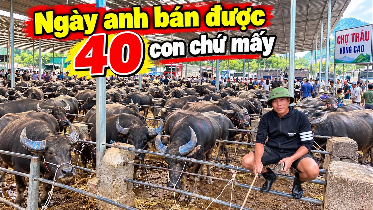 Chợ Tr&acirc;u Lớn Nhất Đ&ocirc;ng Bắc 1 Chủ Ng&agrave;y B&aacute;n 40 Con C&ograve;n &Iacute;t Sau Vụ Thịt Tr&acirc;u Đ&ocirc;ng Lạnh Ấn Độ.