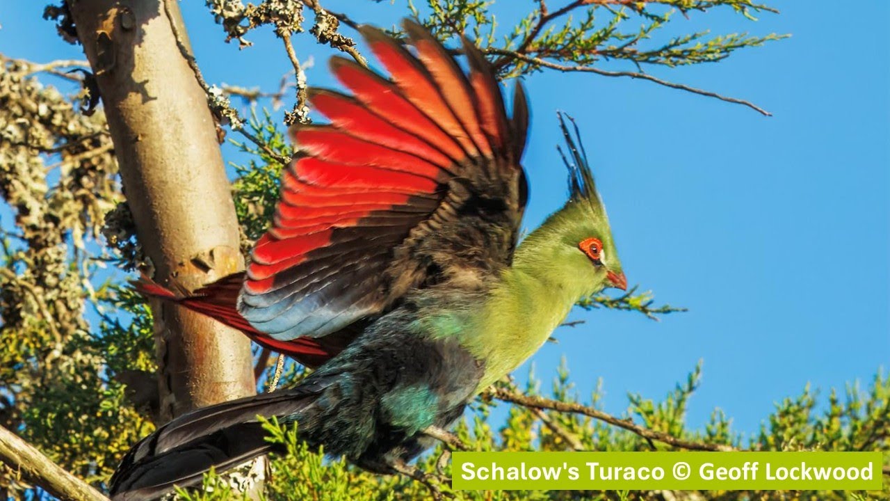 Northern Tanzania: The Greatest Wildlife Spectacle on Earth