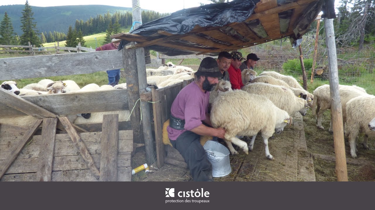 Traite du troupeau et chiens de protection dans les Carpates (Komondor, Câinii Românesti)⎥Roumanie