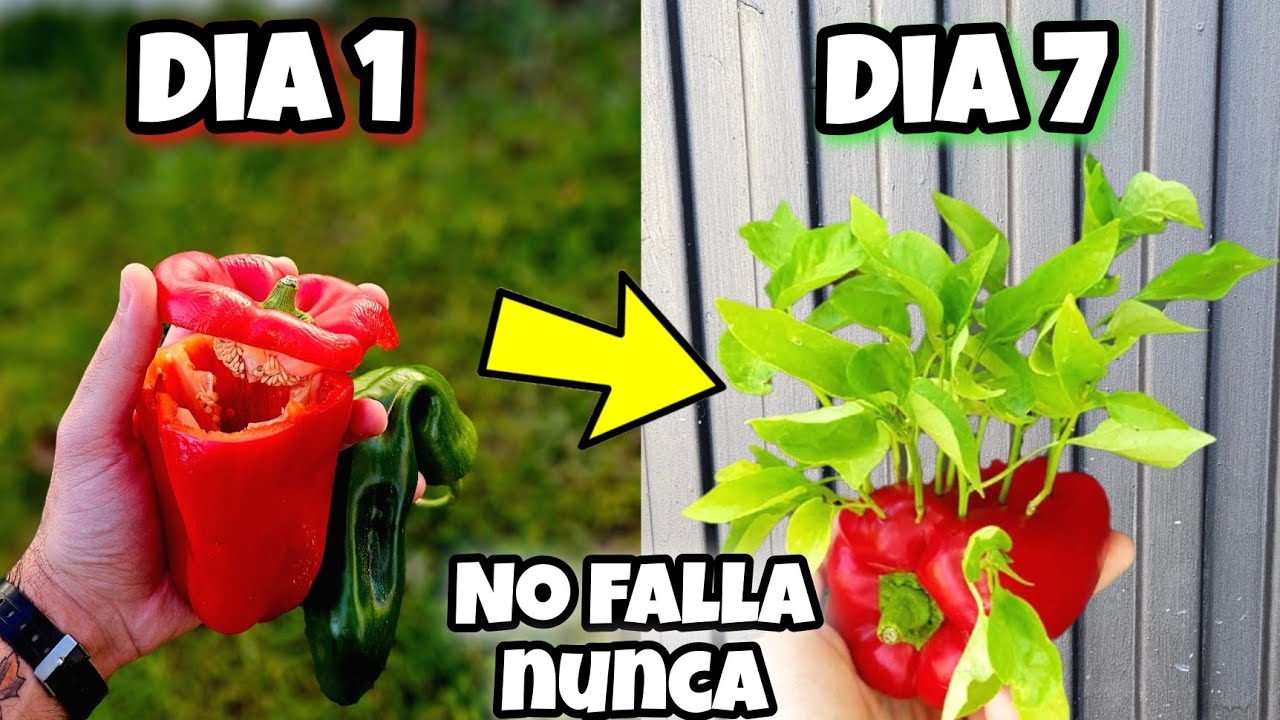 MILES de Plantas de PIMIENTO en 7 d&iacute;as ! GERMINAR Pimientos del SUPERMERCADO (Sembrar y Plantar)