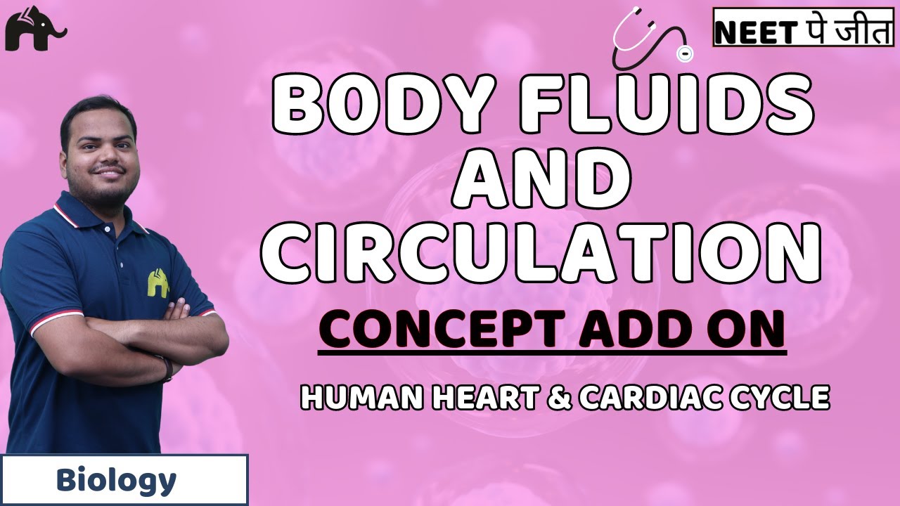 Body Fluids And Circulation Class 11 NEET - Human Heart & Cardiac Cycle | Biology