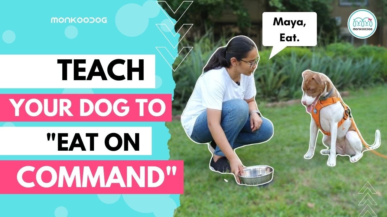 How to Teach your dog to 'Eat on command' or 'Impulse control' ll Step by Step Guide ll