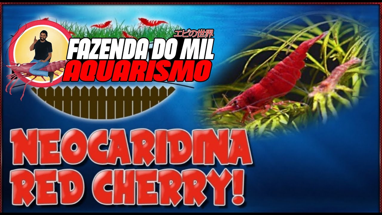 TUDO SOBRE O NEOCARIDINA RED CHERRY