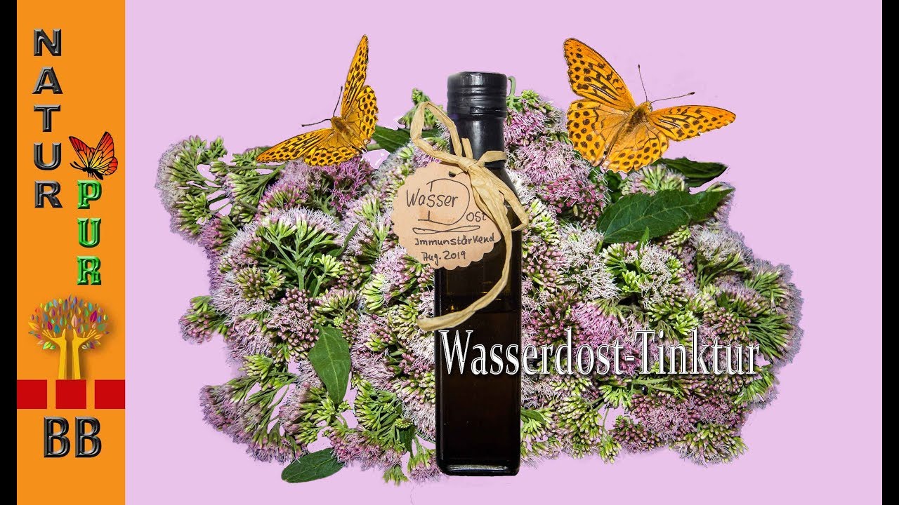 Eupatorium Cannabium - Wasserdost zur Stärkung des Immunsystems/ Tinktur selber herstellen