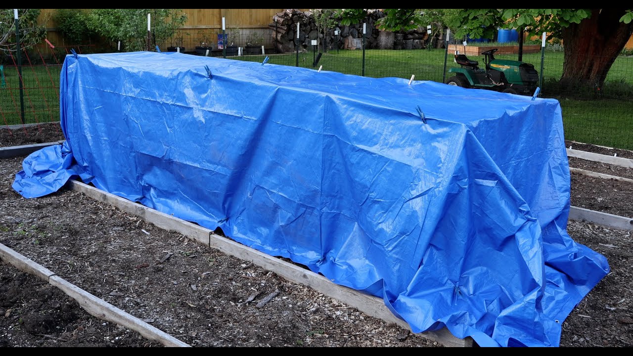 Blue Tarps For Frost Protection in the Garden