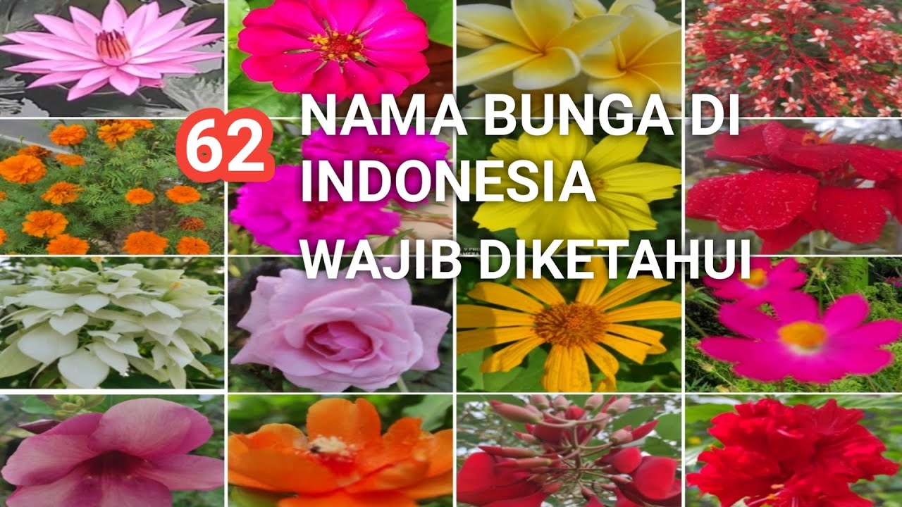 62 Jenis bunga A - Z yang wajib diketahui dan sering dijumpai lengkap dengan nama ilmiahnya