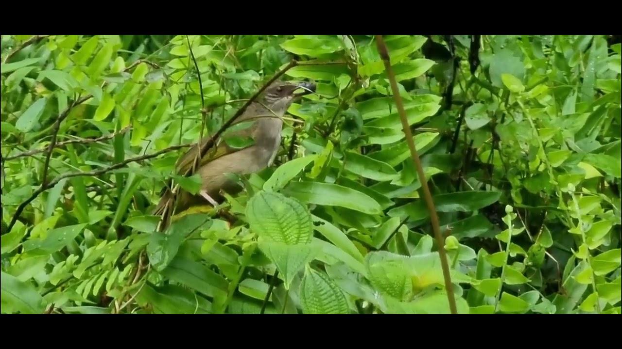 Olive-winged Bulbul