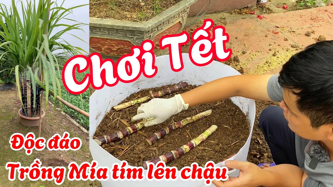 Trồng Mía tím vào chậu để chơi Tết rất độc đáo