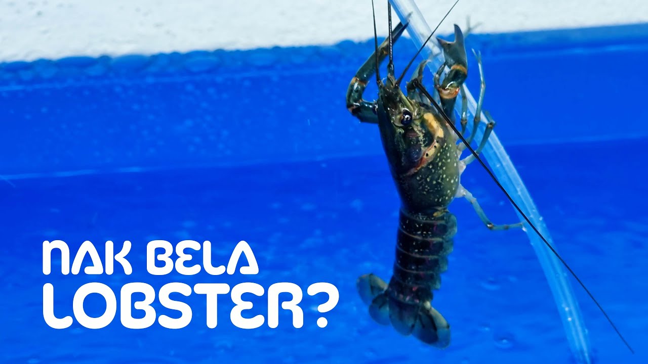 Nak cuba bela lobster air tawar | Asas Lobster / Udang Kara