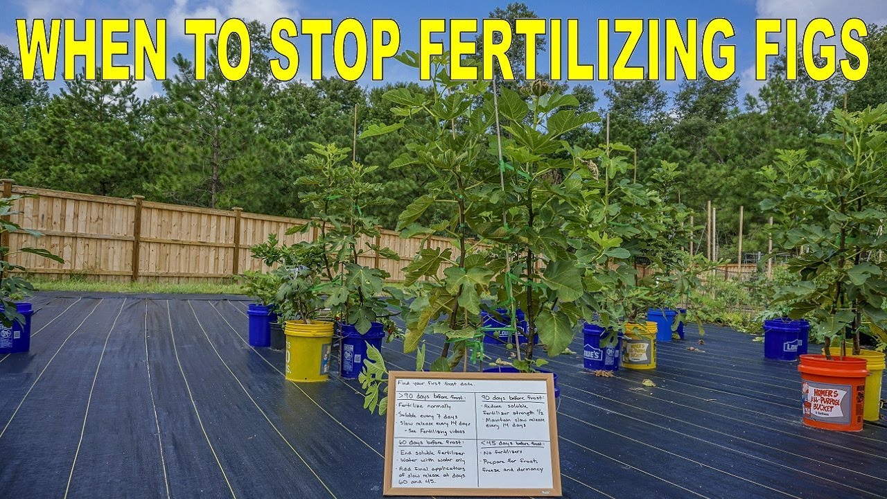 How And When To Stop Fertilizing Fig Trees For Dormancy