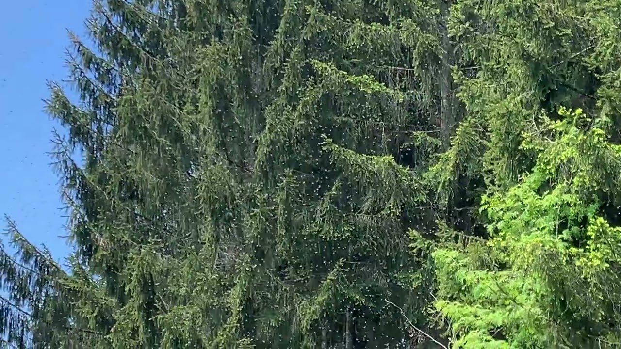 Ein Bienenschwarm im Bayerischen Wald