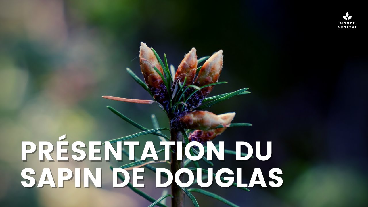 SAPIN DE DOUGLAS : un des plus grands arbres du monde