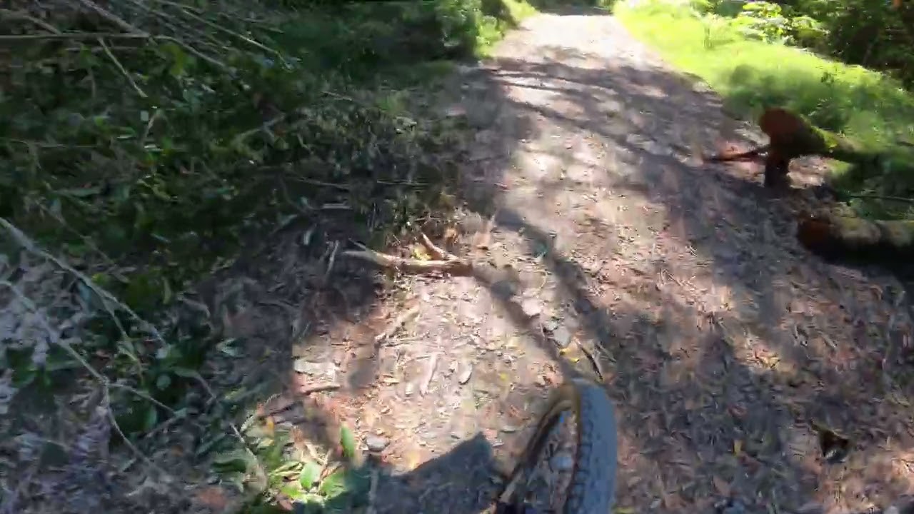 440 Mtb Bike Park New Zealand Top to Bottom Left Side of the Trail