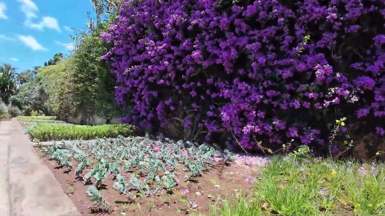 Madeira Botanical Garden