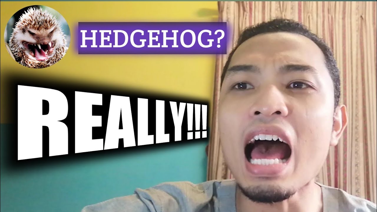 BEL 4122   |   PET HEDGEHOG