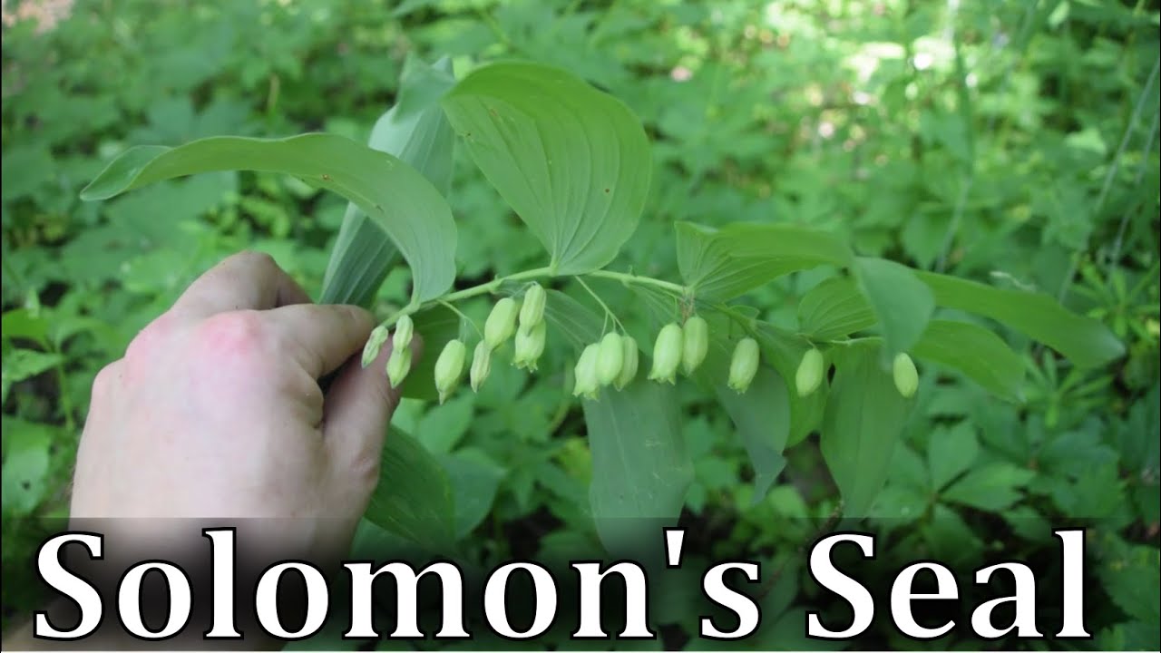 How To Identify Solomon's Seal - Polygonatum spp.