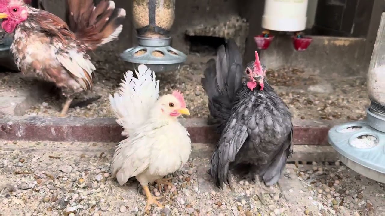 World’s Smallest Chicken Breed: BLUE AND WHITE SERAMAS