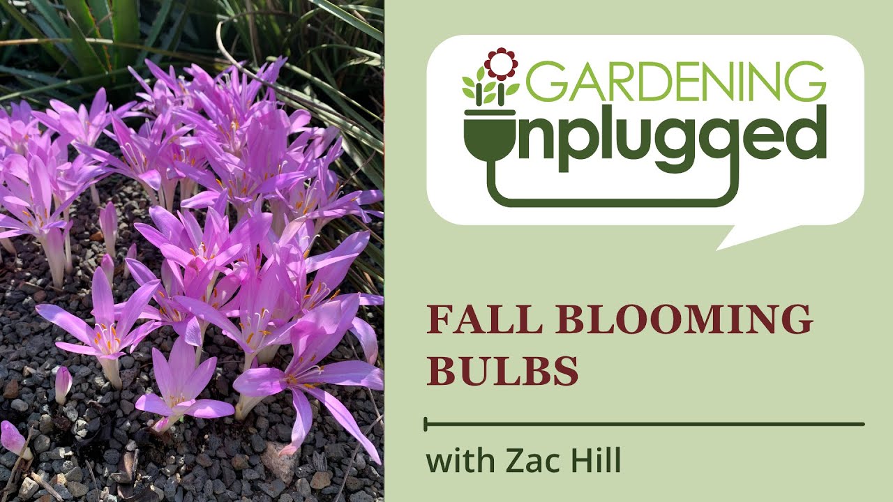 Gardening Unplugged - Fall Blooming Bulbs: Colchicum, Allium, Lycoris, Hippeastrum, Zephyranthes