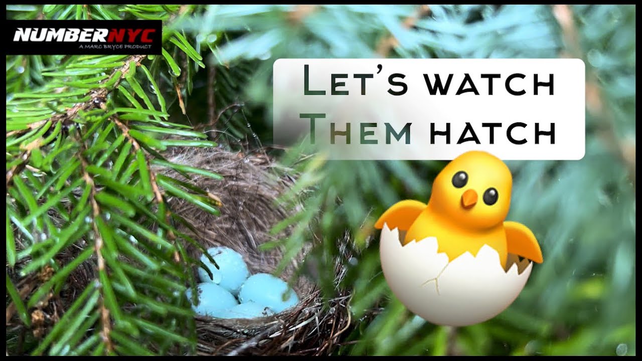 I found bird eggs in my backyard - Did they survive?