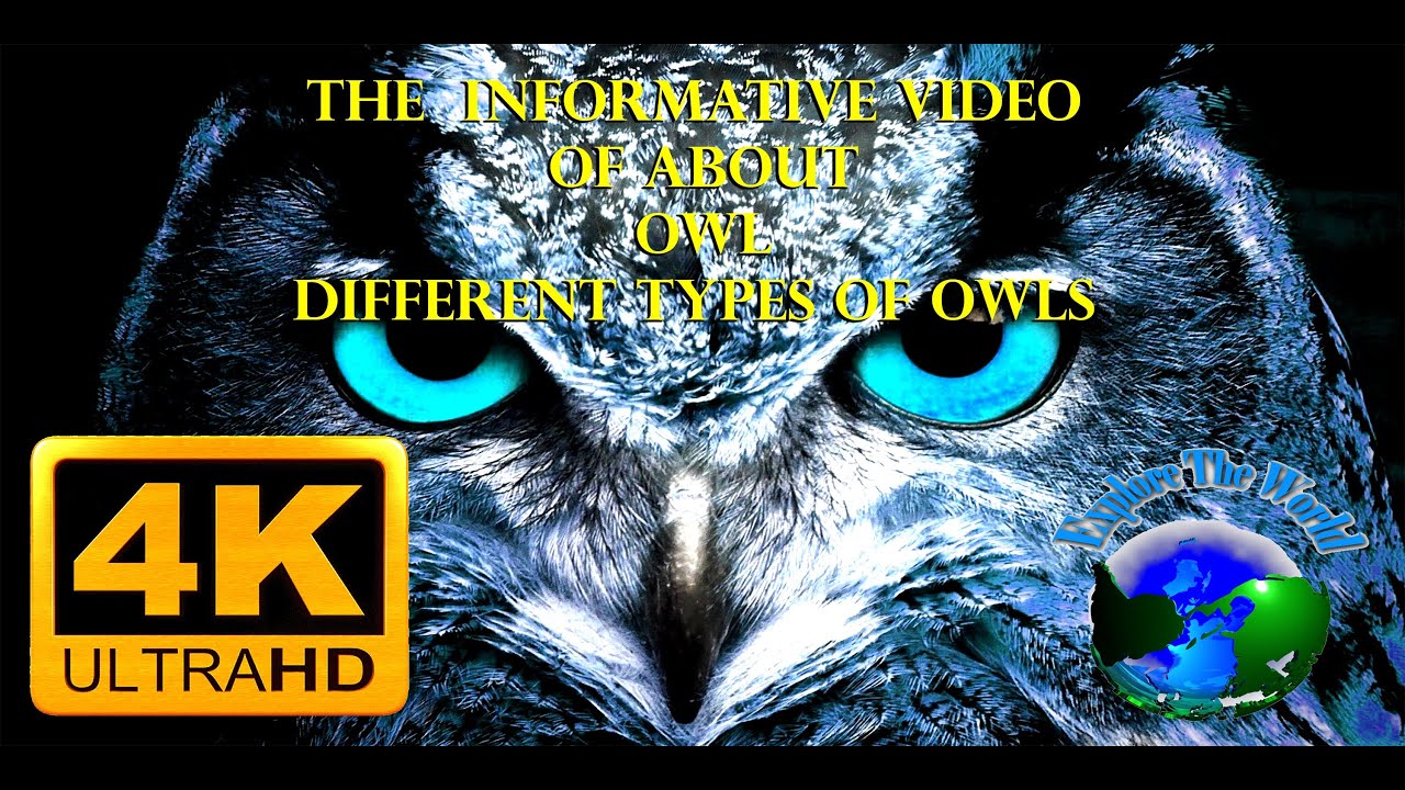 Great Horned Owl on the Hunt 4K UHDR