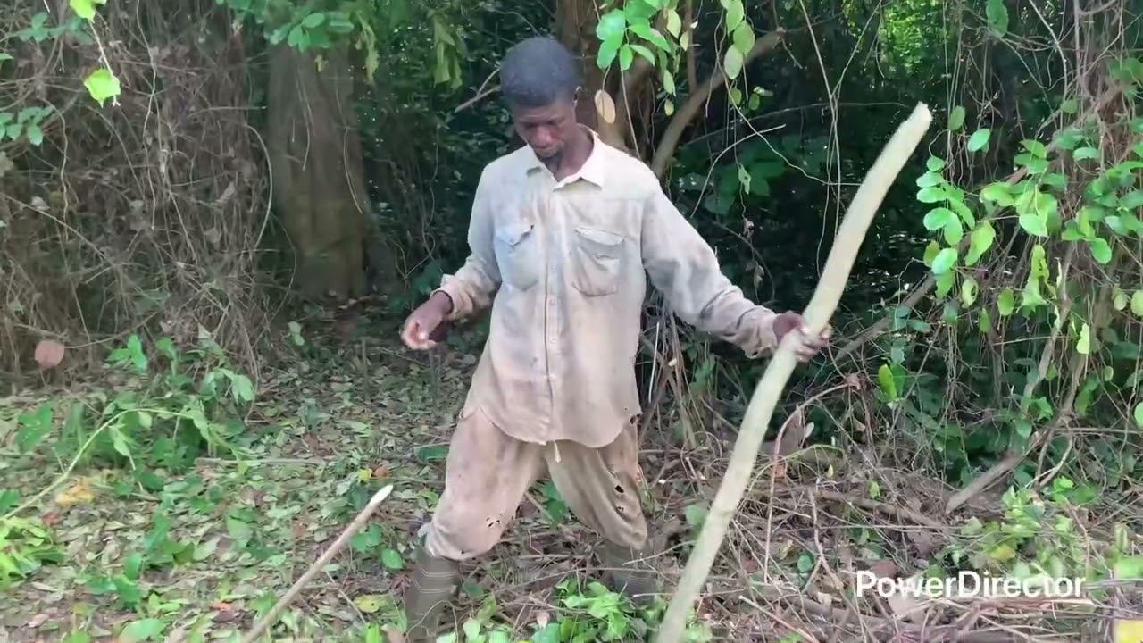 Green plants at Agona Kwanyako led by Odeifo Dr. Ampim Darko V