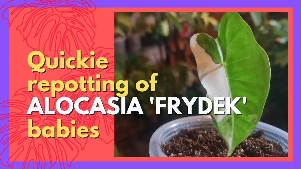 ALOCASIA 'FRYDEK' | A Quickie Repotting / Transplanting of Alocasia Frydek Babies